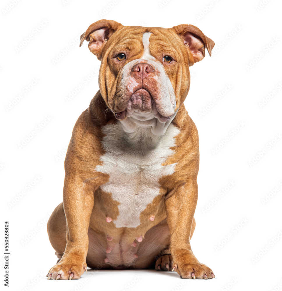 Sitting American Bully dog looking at camera, isolated on white Sitting American Bully dog looking at camera, isolated on white