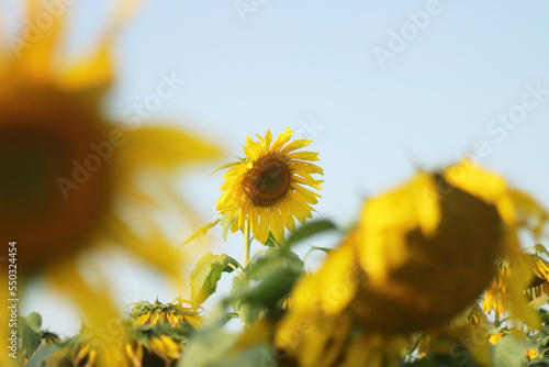 Single sunflower focused in a field of sunflowers background at Brahmanbaria, Bangladesh. photo