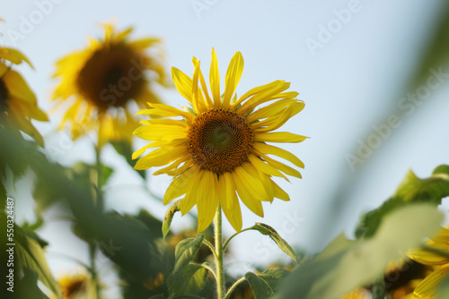 Single sunflower focused in a field of sunflowers background at Brahmanbaria, Bangladesh. photo
