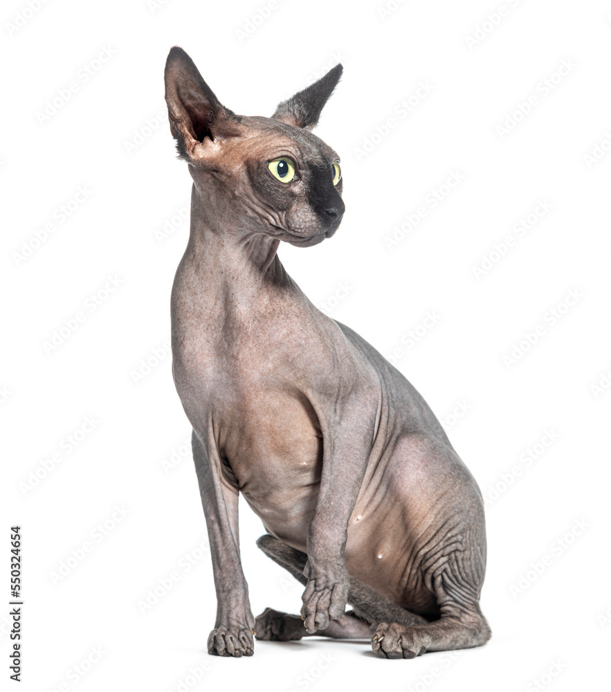Sitting Sphynx cat looking away, isolated on white
