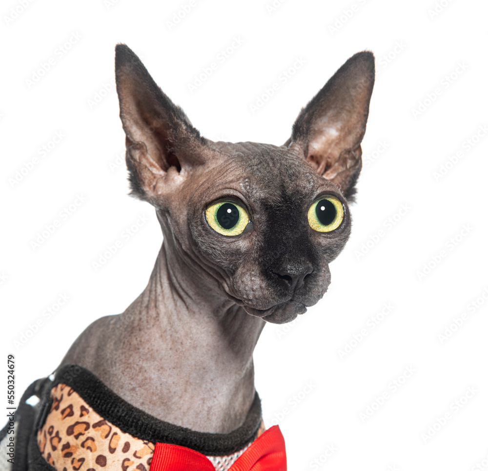 head shot of a Sphynx cat, isolated on white