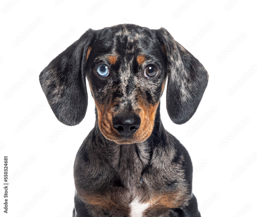 head shot of a Puppy Merle dapple Dachshund odd-eyed facing at the camera, isolated on white