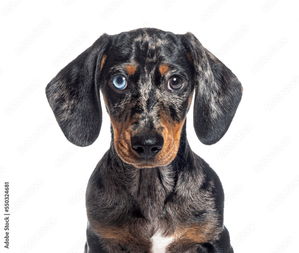 head shot of a Puppy Merle dapple Dachshund odd-eyed facing at the camera, isolated on white head shot of a Puppy Merle dapple Dachshund odd-eyed facing at the camera, isolated on white