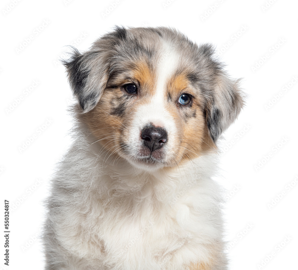 head shot of a Red Merle puppy Australian Shepherd, two months old, isolated on white