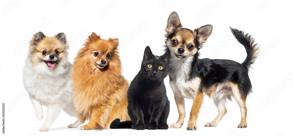 Cat and dogs together in a row, isolated on white Cat and dogs together in a row, isolated on white