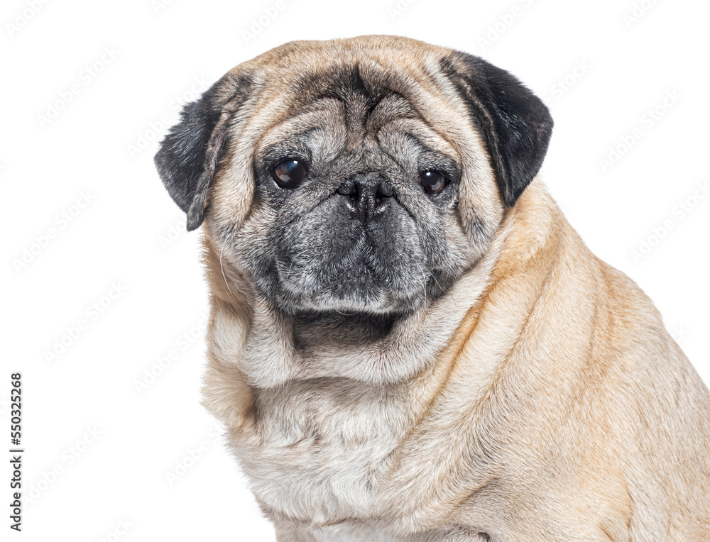 head shot of a Seven Years old Pug dog graying, isolated on white