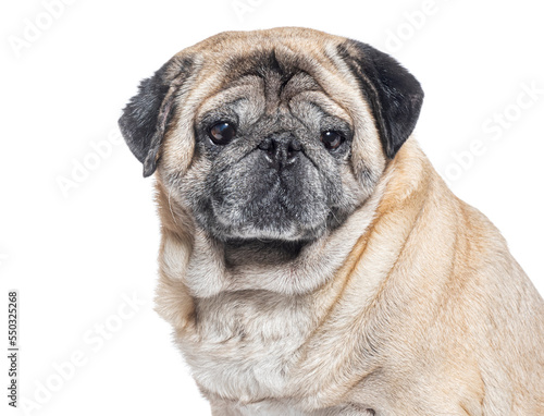 head shot of a Seven Years old Pug dog graying  isolated on white