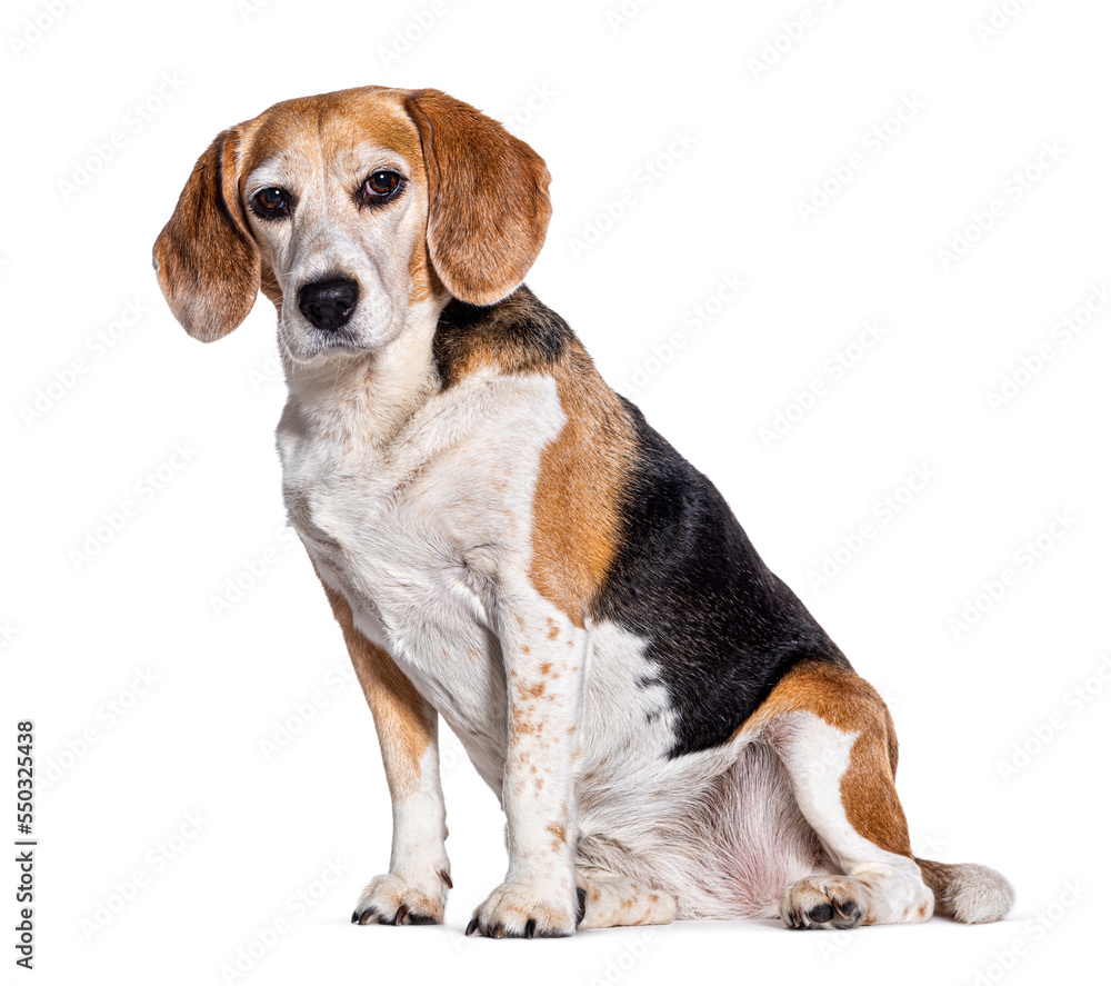 Sitting Old beagle sitting and looking at the camera, isolated on white