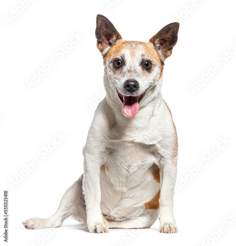 Old Jack Russell Terrier panting and facing the camera, isolated on white