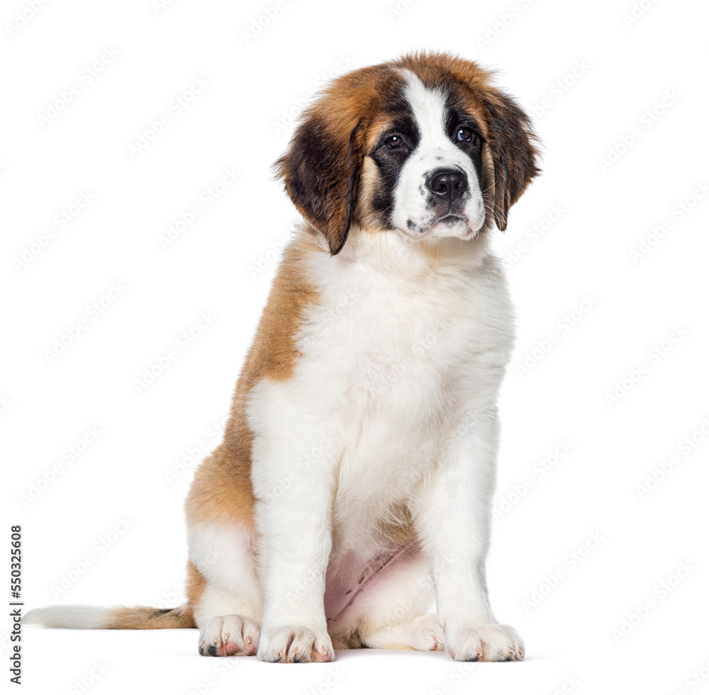 Sitting Three months old Puppy Saint Bernard dog looking away, isolated on white