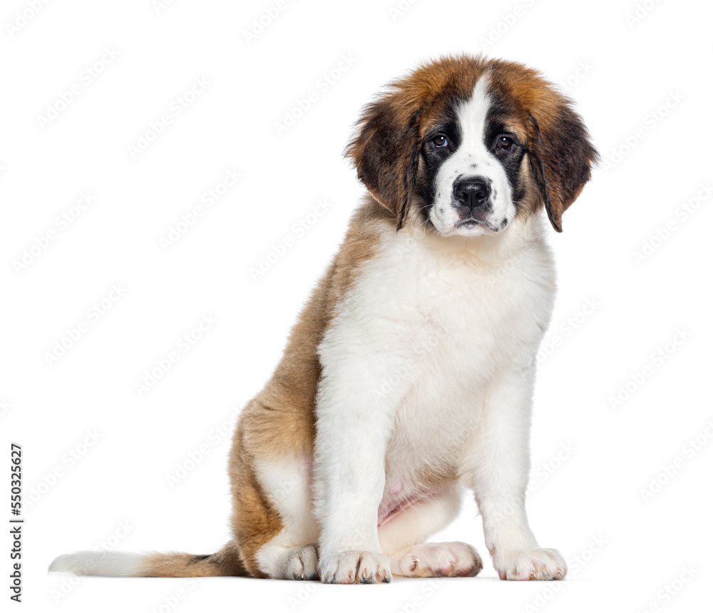 sitting Three months old Puppy Saint Bernard looking at the camera, isolated on white sitting Three months old Puppy Saint Bernard looking at the camera, isolated on white