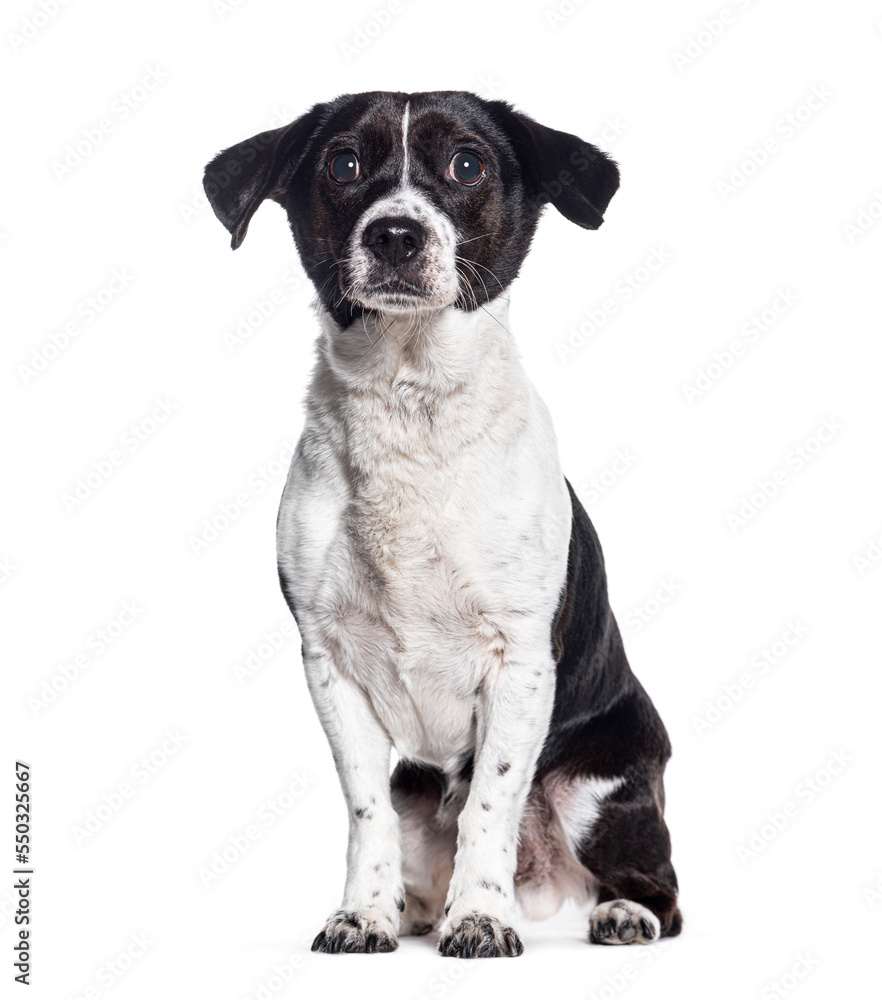 Crossbreed dog with a jack russell , isolated on white Crossbreed dog with a jack russell , isolated on white