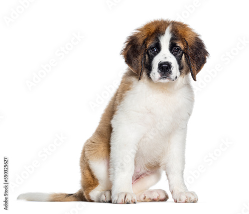 Obraz na płótnie sitting Three months old Puppy Saint Bernard looking at the camera, isolated on