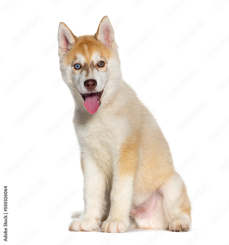 Obraz premium Red Three months old Puppy Husky sitting and panting mouth open, isolated on white