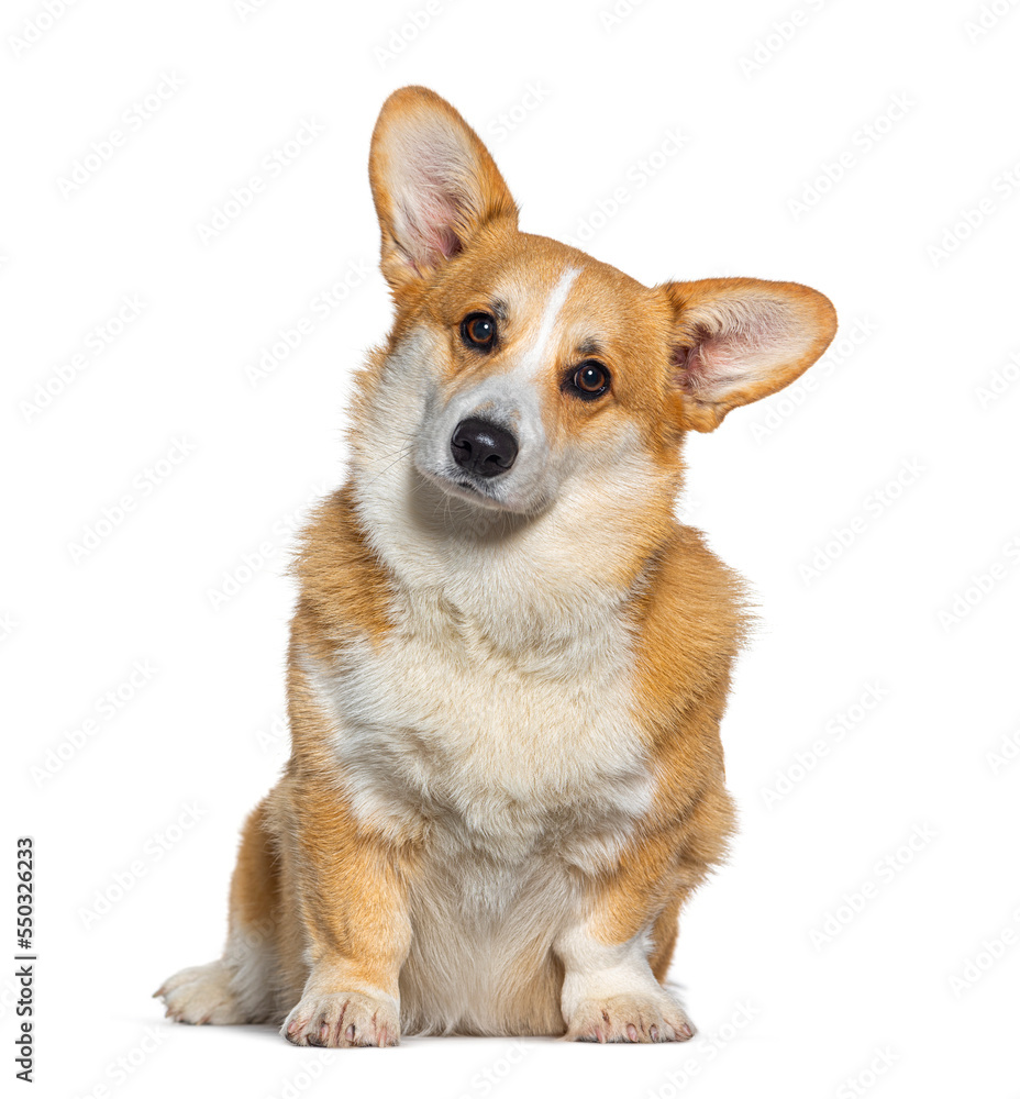 Welsh Corgi Pembroke facing and looking at he camera, isolated on white