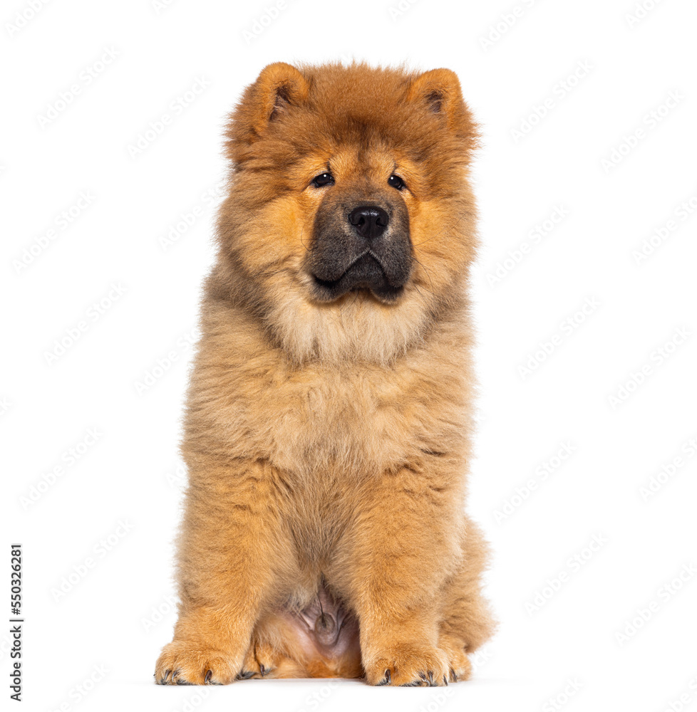 Three months old puppy Chow-chow dog, isolated on white