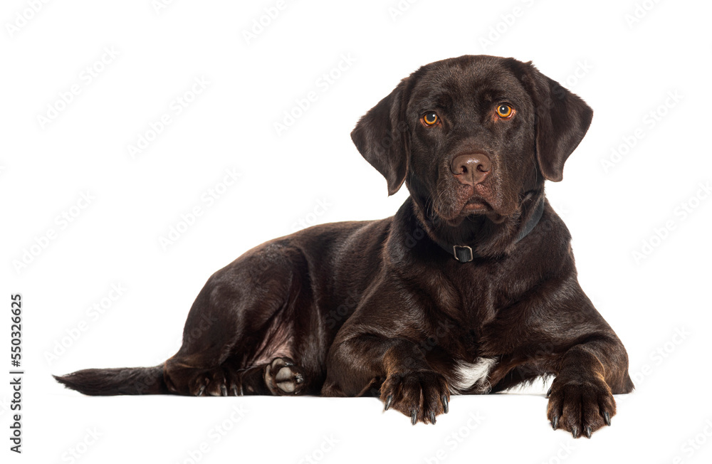 Chocolate labrador Retriever weraing a dog collar, isolated on white