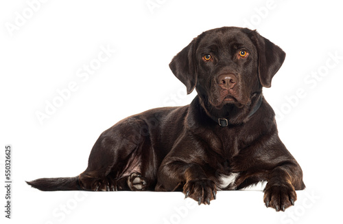 Fototapeta Naklejka Na Ścianę i Meble -  Chocolate labrador Retriever weraing a dog collar, isolated on white