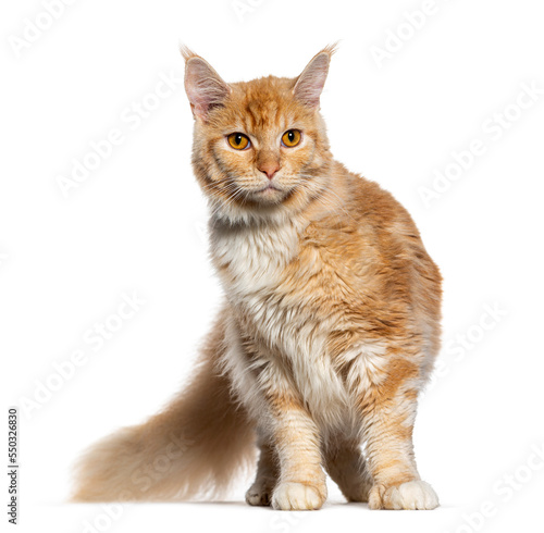 Young ginger maine coon cat, isolated on white