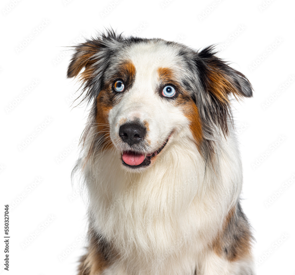 Blue merle australian shepherd panting mouth open facing at the camera, isolated on white