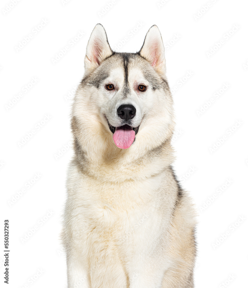 Husky panting panting mouth open looking at the camera, isolated on white
