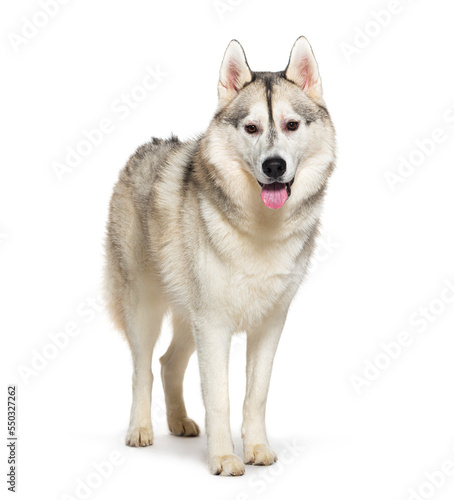 Husky panting panting mouth open  isolated on white