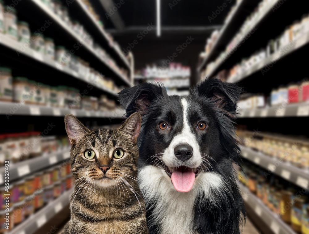 Cat and dog looking at the camera, in front of food shelves in a pet store. The background is blurred and dark. - obrazy, fototapety, plakaty 