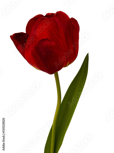 red tulip isolated on white