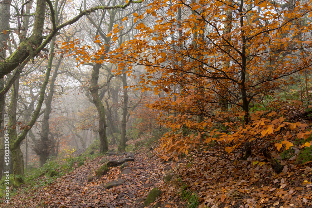 Misty morning at Padley Gorge/Longshaw Estate