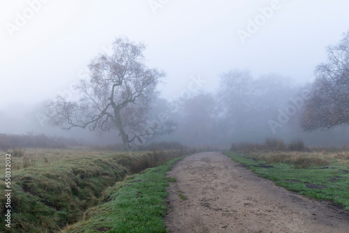 Misty morning at Padley Gorge/Longshaw Estate