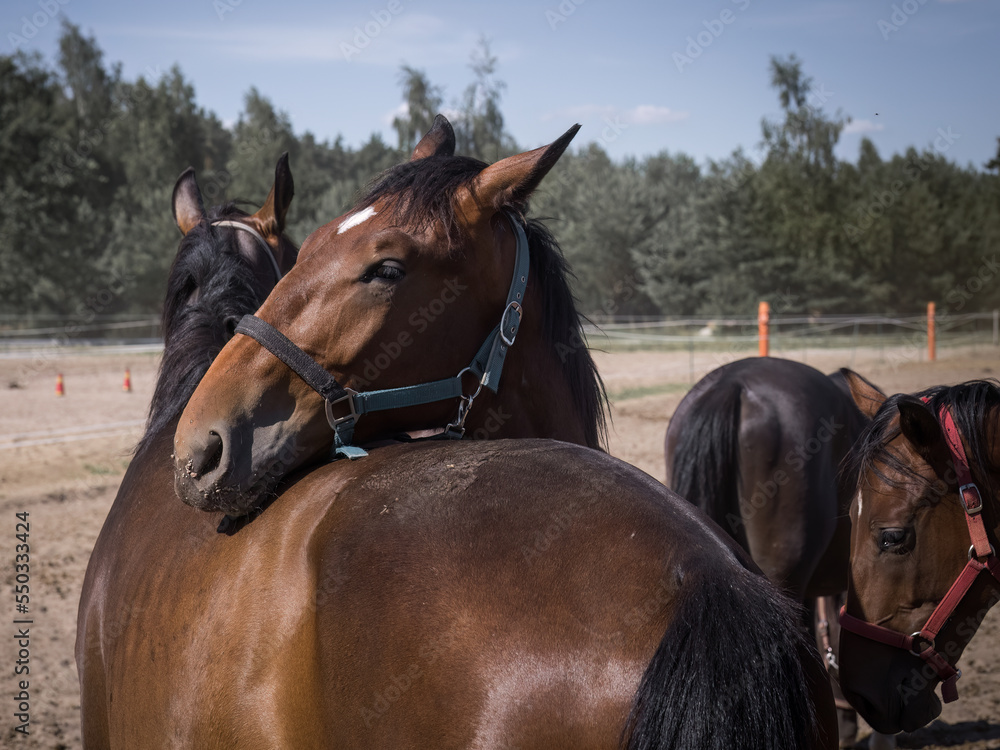 Fototapeta premium A beautiful horses on the paddock at the horse farm. A foal on the farm, a beautiful little horse, brown in color. Stable with driving lessons.