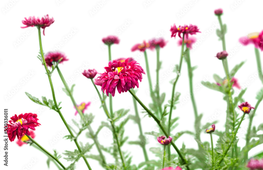 Fresh pink flowers isolated on white background