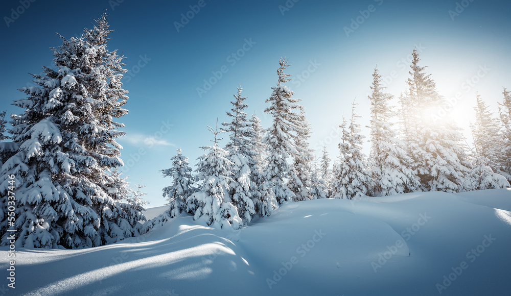 Obraz premium Winter forest. Amazing nature landscape. Wonderful wintry scenery. Snow covered fir trees during sunrise. Nature background