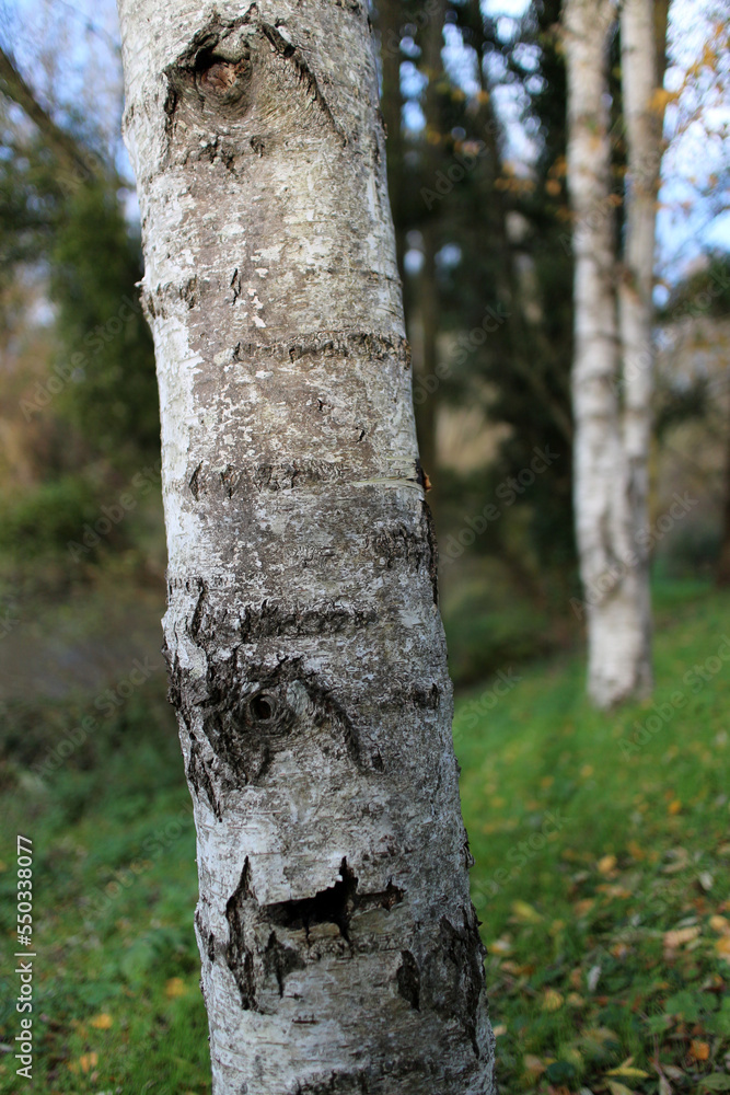 White trunk of Betula - Silver birch - Chevreuse - Yvelines - Ile-de-France - France