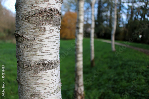 Fototapeta White trunk of Betula - Silver birch - Chevreuse - Yvelines - Ile-de-France - Fr