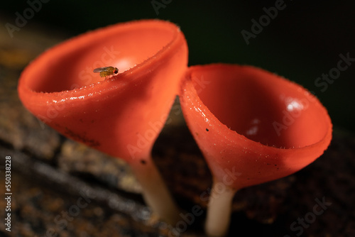 Pesky Little Flies on Red champagne mushrooms at Jedkod Pongkonsao Natural Study and Eco Center, Tha Maprang, Kaeng Khoi District, Saraburi, Thailand photo