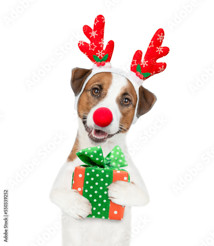 Jack russell terrier puppy dressed like santa claus reindeer  Rudolf holds gift box. isolated on white background © Ermolaev Alexandr