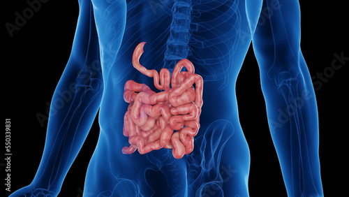 3d rendered medical illustration of a man's small intestine