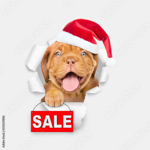 Happy Mastiff puppy wearing sunglasses and red santa hat looking through the hole in white paper and showing signboard with labeled "sale"