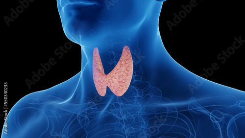 3d rendered medical illustration of a man's thyroid gland photo