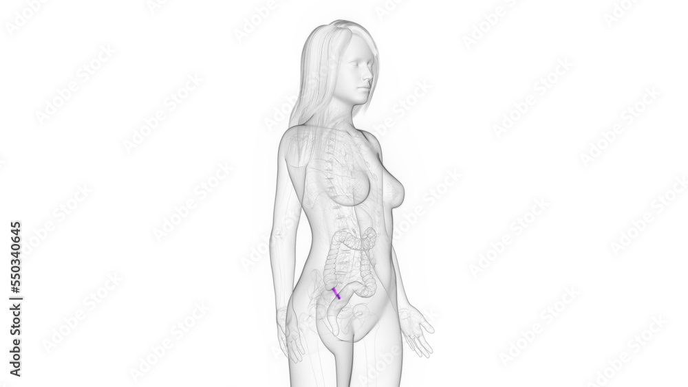 3d rendered medical illustration of a woman's appendix. 3d rendered medical illustration of a woman's appendix.