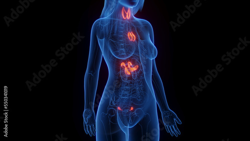 3d rendered medical illustration of a woman's endocrine system