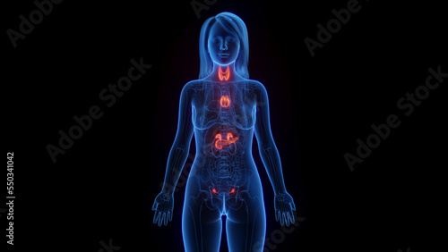 3d rendered medical illustration of a woman's endocrine system photo