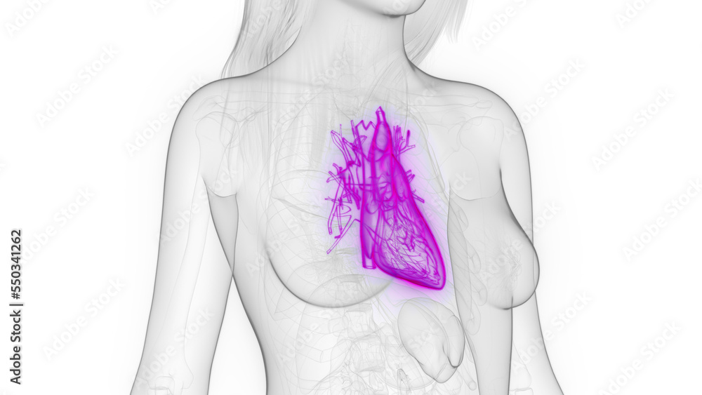 3d rendered medical illustration of a woman's heart 3d rendered medical illustration of a woman's heart