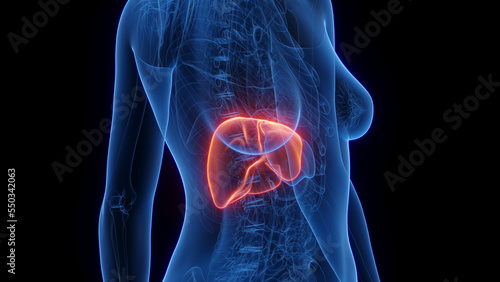 3d rendered medical illustration of a woman's liver