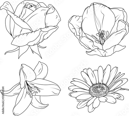 Lineart Flowers. Line art lily, rose, tuip and daisy vector graphics.