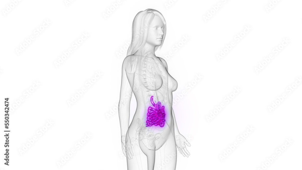 3d rendered medical illustration of a woman's small intestine 3d rendered medical illustration of a woman's small intestine