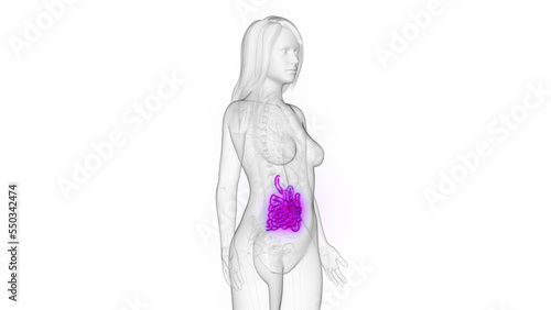 3d rendered medical illustration of a woman's small intestine