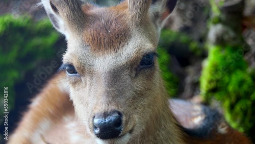 Closeup of a Bawean deer in a park under the sunlight with a blurry background photo