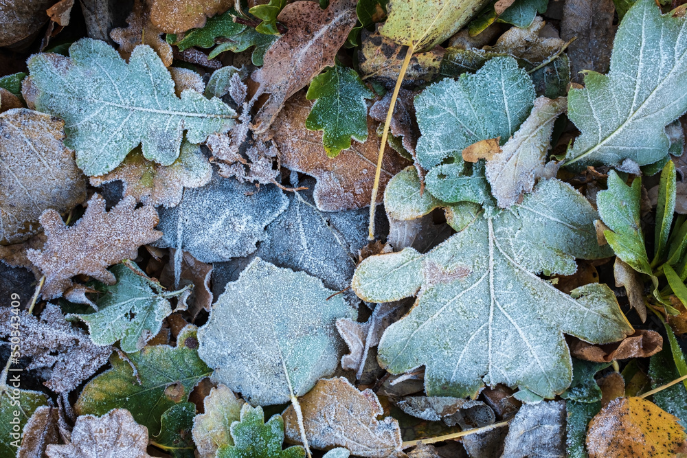 Multicolored fallen leaves in hoarfrost, frosty autumn morning. Flatley. Copy space. 